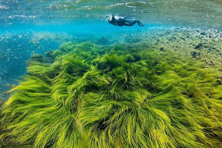 Green algea fields in Litlaá river