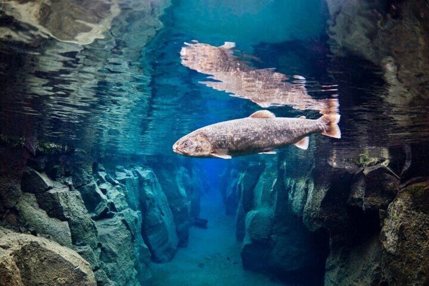 We often experience wildlife on our snorkeling tours in Nesgjá fissure