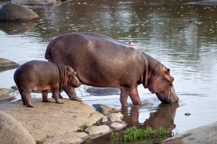 Kruger National Park Wildlife 