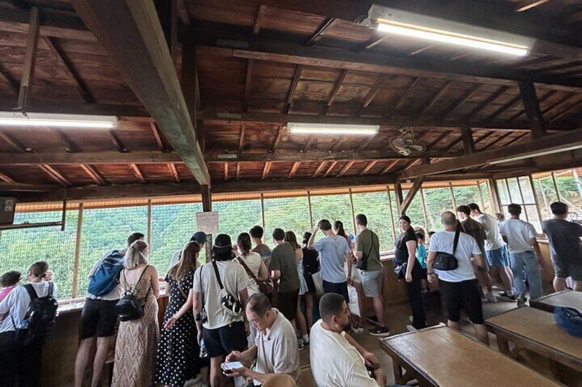 Arashiyama Moneky Park
