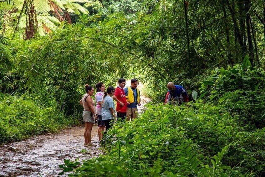 Private Tinajas Falls in El yunque from Cruise Ship Terminal 