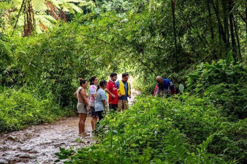 Private Tinajas Falls in El yunque from Cruise Ship Terminal