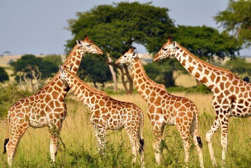 Full Day Hluhluwe Imfolozi Game Reserve Private Tour from Durban