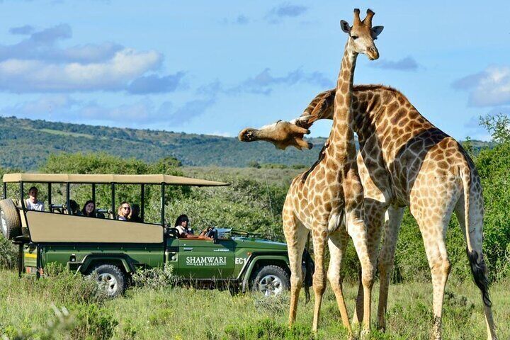 Half Day Tala Game Reserve and Phezulu Safari Tour from Durban
