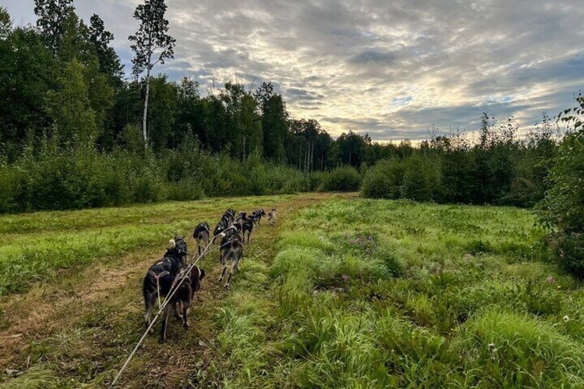 Dryland Dog Sled Tour