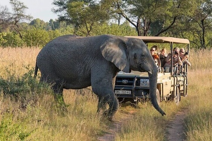 Sunset Safari Big 5 Aquila with Snacks and Wine Tasting
