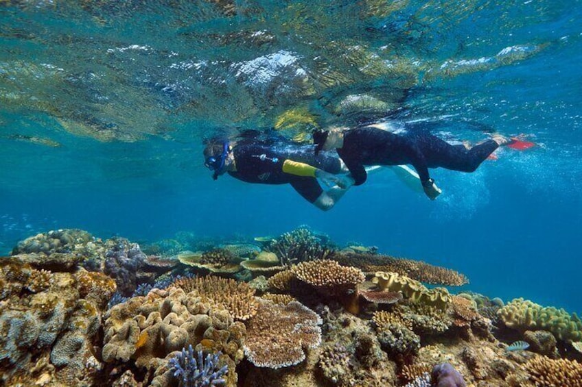 Cairns Half Day Tour a Great Barrier Reef Snorkeling Experience