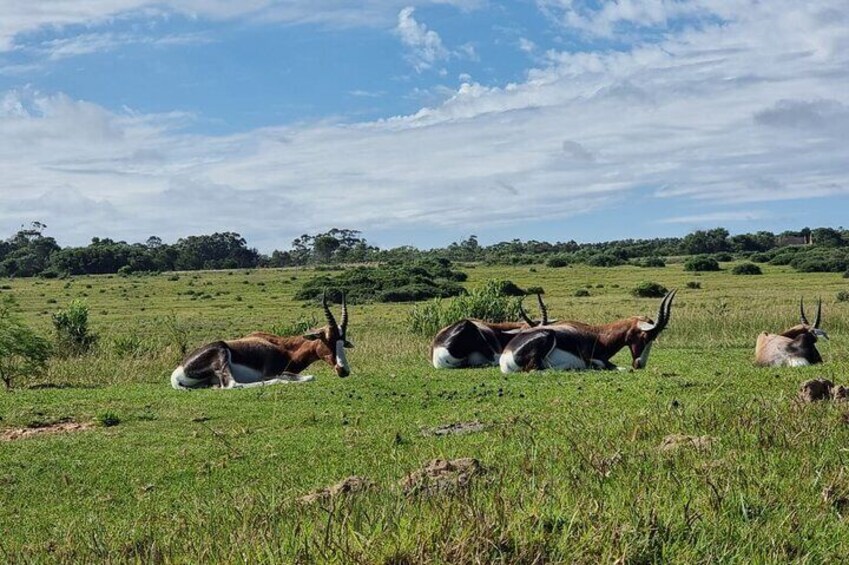 Private Kragga Kamma Park Safari Guided Tour in Port Elizabeth 