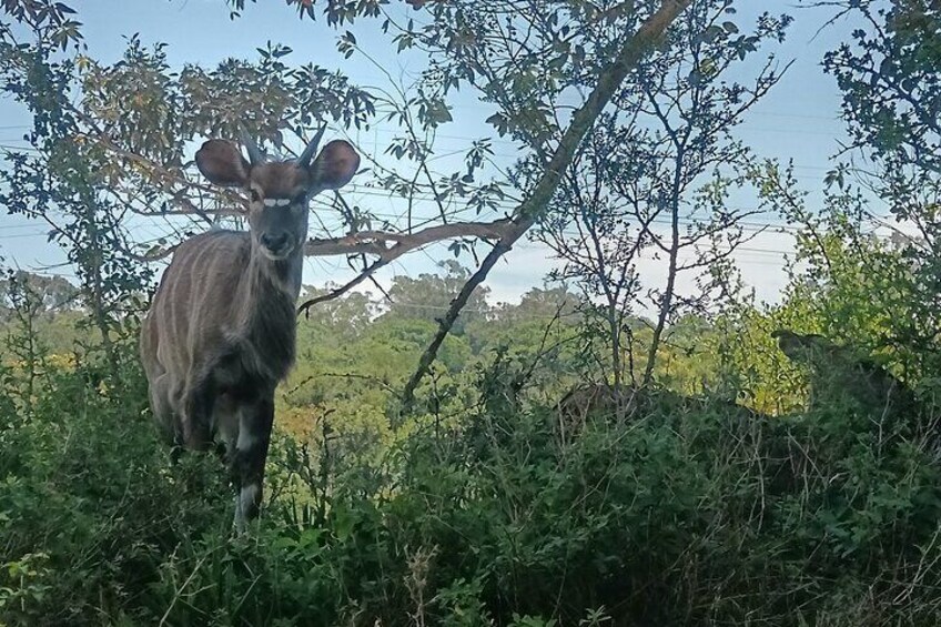 Kragga Kamma Game Park Safari Guided Tour in Port Elizabeth 