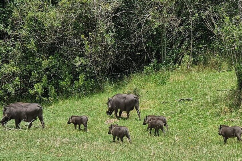 Private Kragga Kamma Park Safari Guided Tour in Port Elizabeth 