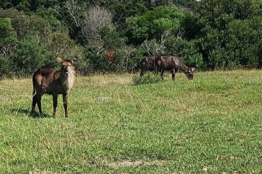 Private Kragga Kamma Park Safari Guided Tour in Port Elizabeth 