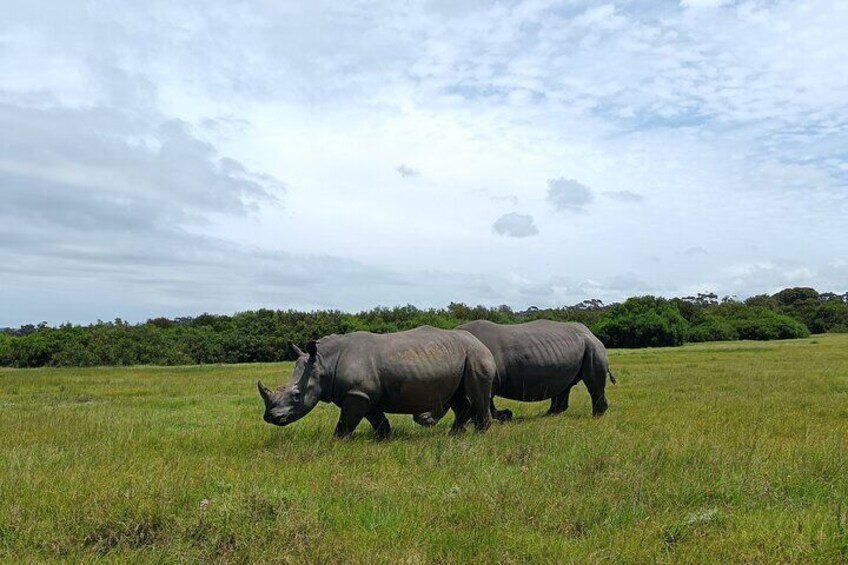 Kragga Kamma Game Park Safari Guided Tour in Port Elizabeth 