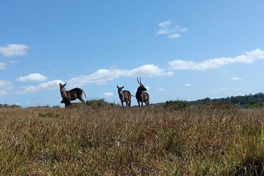 Private Kragga Kamma Park Safari Guided Tour in Port Elizabeth 