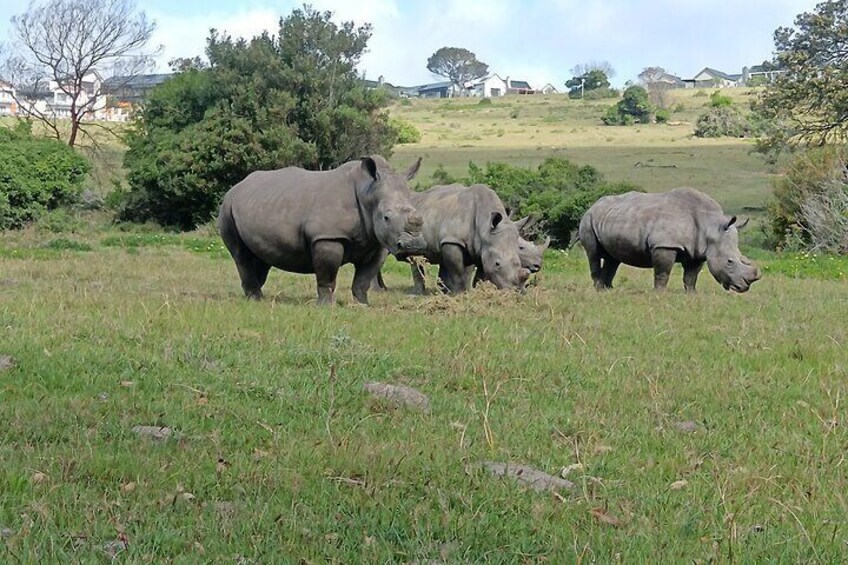 Kragga Kamma Game Park Safari Guided Tour in Port Elizabeth 