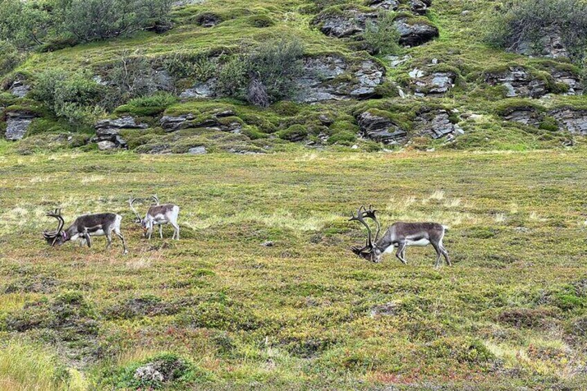 Alta to North Cape Day Tour