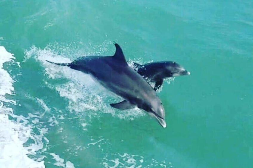 Dolphins Swimming Along Side the Boat