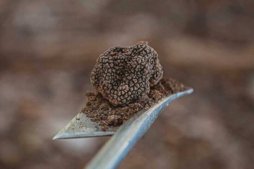 Tuber Aestivum