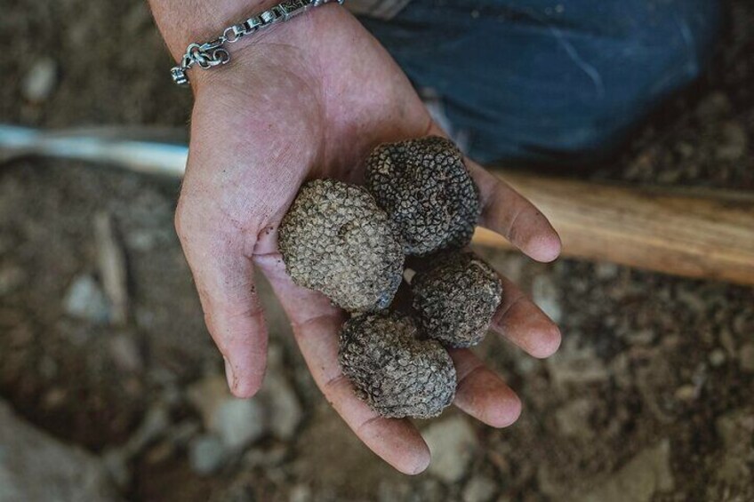 Truffle Hunting Tuscany Siena