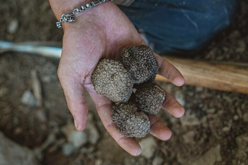 Truffle Hunting Tuscany Siena