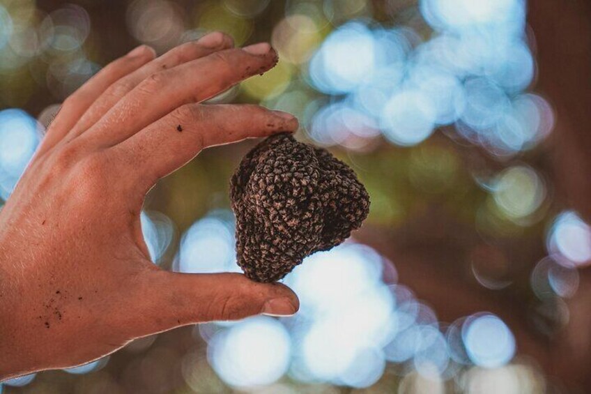 Truffle Hunting Tuscany Siena