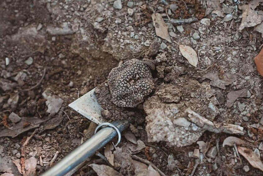 Truffle Hunting Tuscany Siena