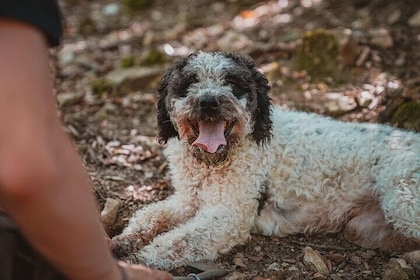 Truffeljacht Toscane Siena