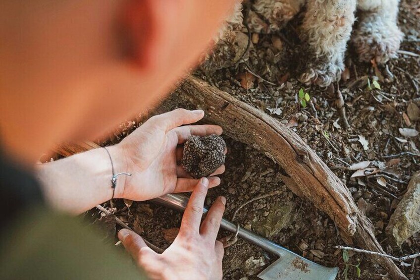 Truffle Hunting Tuscany Siena