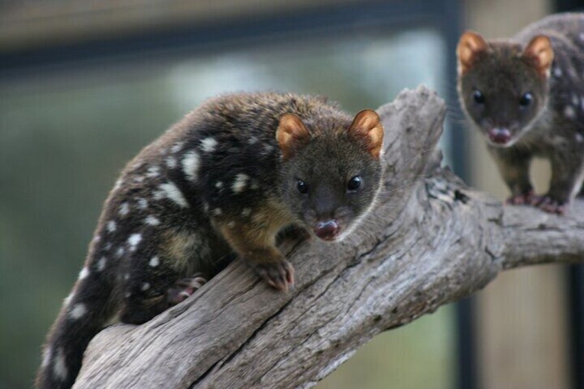 Spotted tail quolls