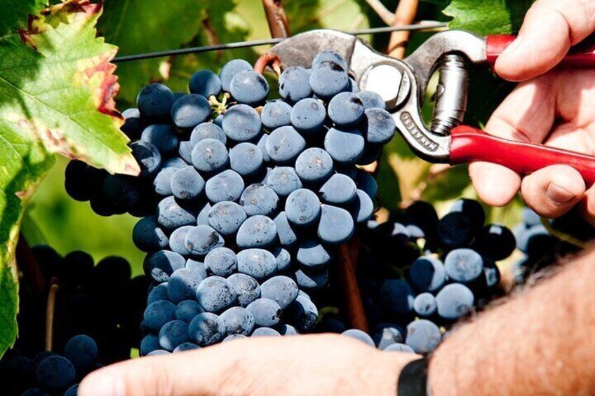 Grape