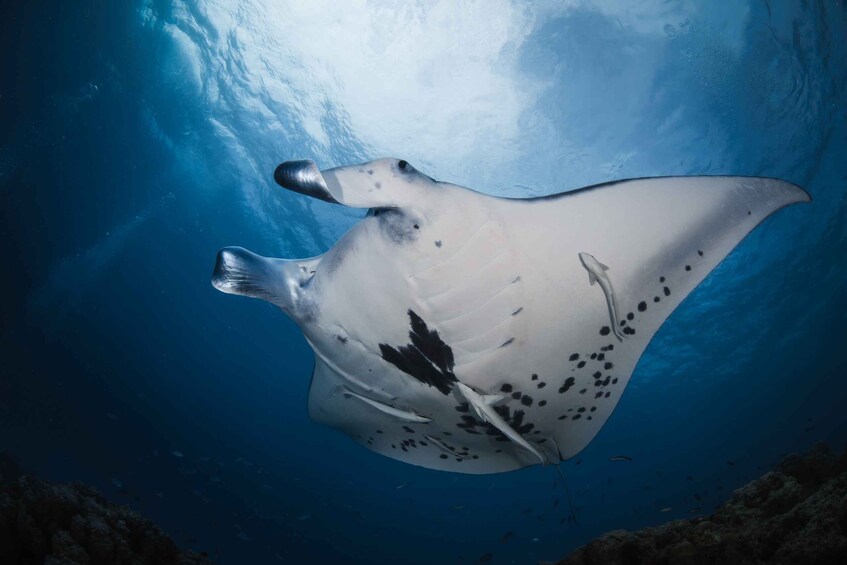 Picture 4 for Activity Bora Bora: Romantic Dive for Two in The Pearl of the Pacific