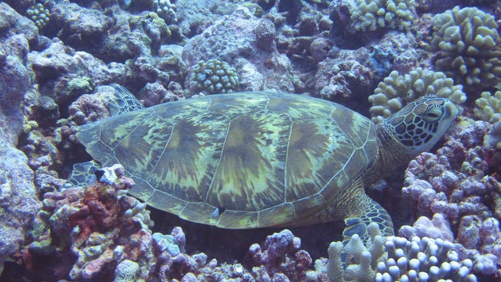 Picture 3 for Activity Bora Bora: Romantic Dive for Two in The Pearl of the Pacific