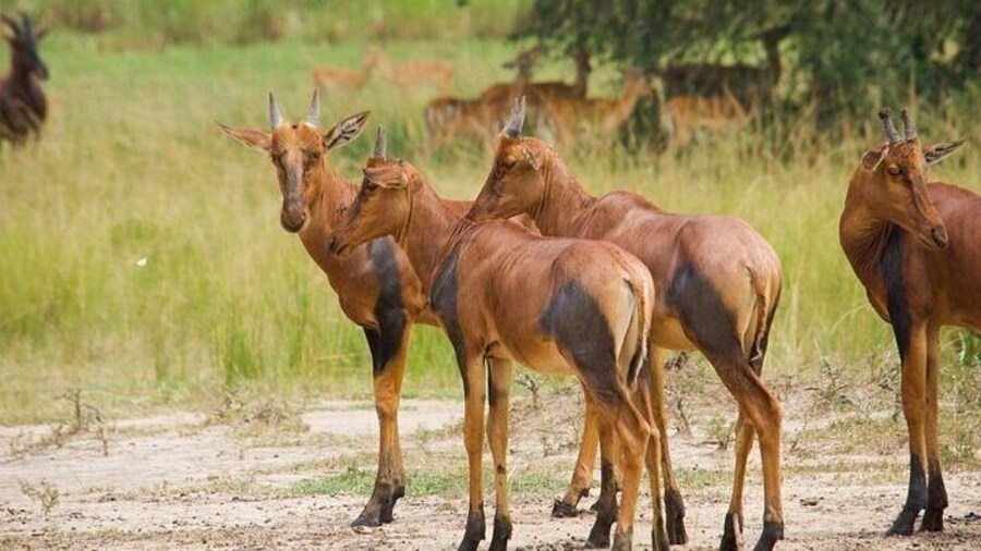 Oldonyo Sapuk Full Day Private Hiking Tour from Nairobi