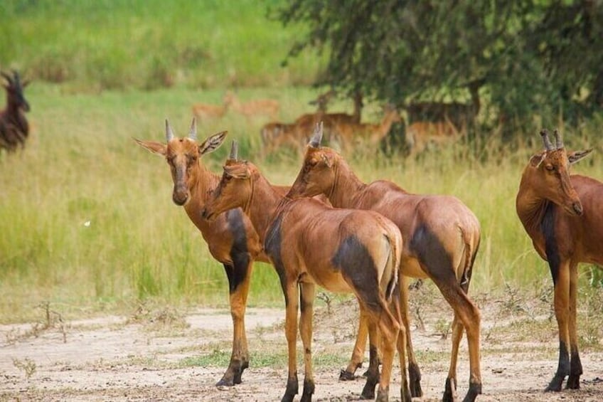 Oldonyo Sapuk Full Day Private Hiking Tour from Nairobi