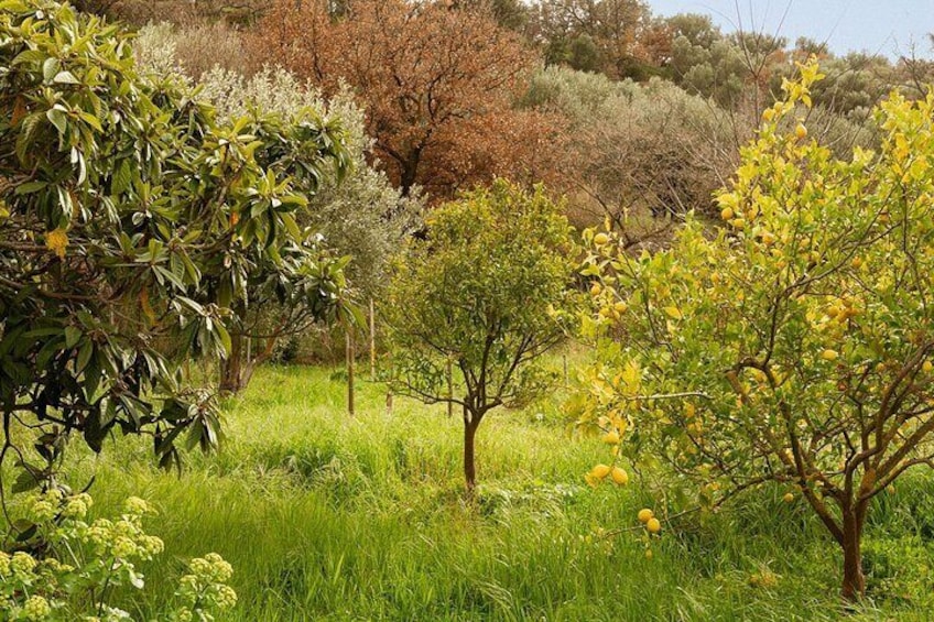 3 Hours Soap Making Workshop in Greece