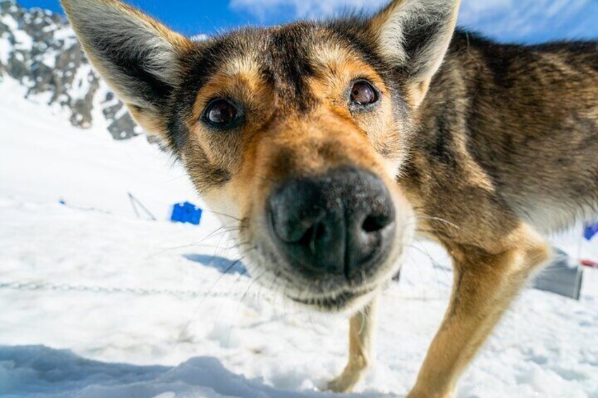 Alaska Helicopter and Glacier Dogsled Tour - SEWARD AREA