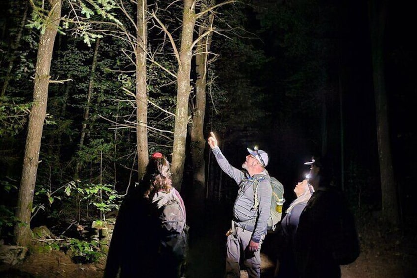 Gatineau Park Nocturnal Hike and Dinner From Ottawa