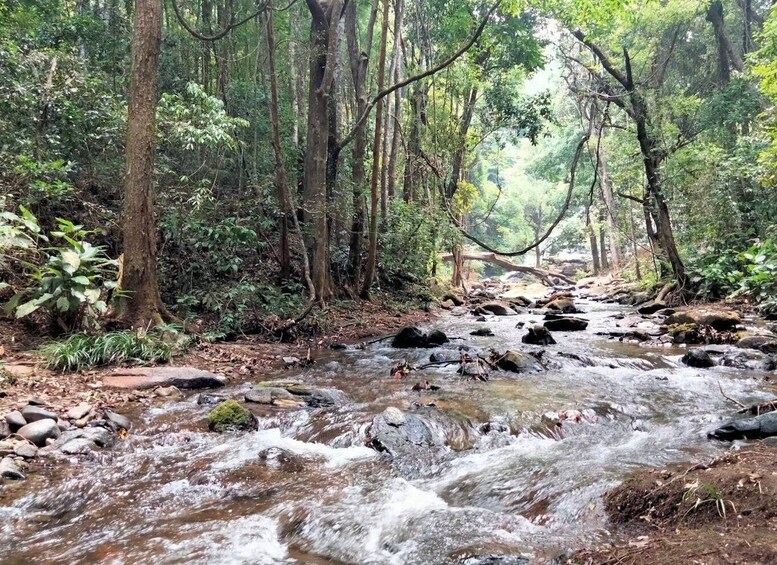 Picture 23 for Activity Chiang Mai: Doi Inthanon National Park Visit and Guided Hike