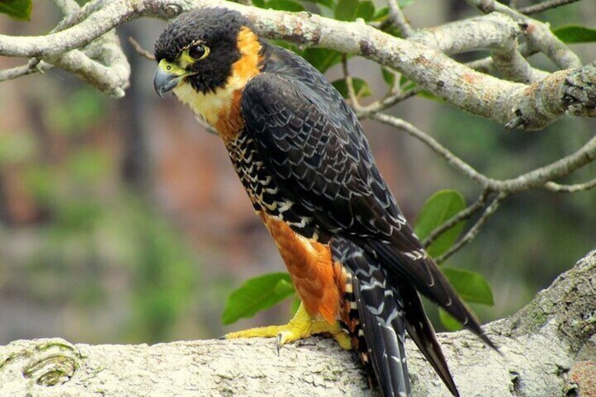 Orange brested Falcon. We have to look for him.