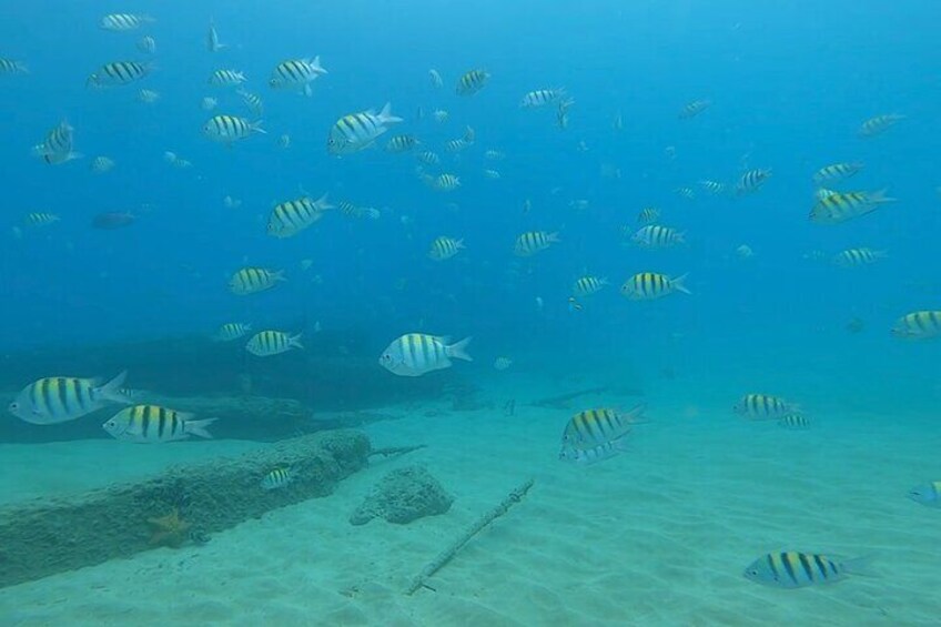 Private Scuba Diving and Snorkeling Tours in Puerto Rico