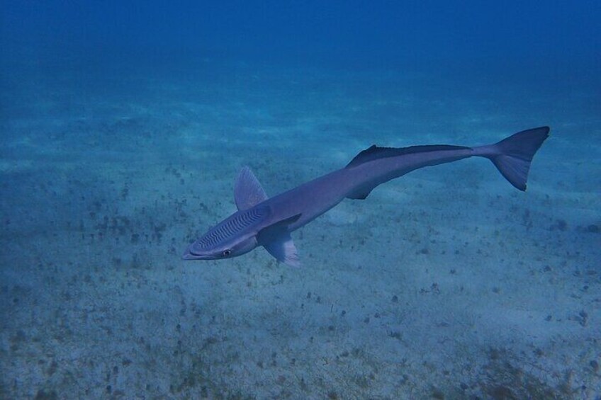Private Scuba Diving and Snorkeling Tours in Puerto Rico