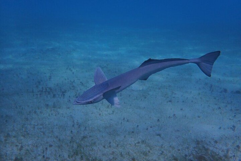 Private Scuba Diving and Snorkeling Tours in Puerto Rico