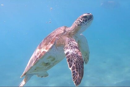 Private Scuba Diving and Snorkeling Tours in Puerto Rico
