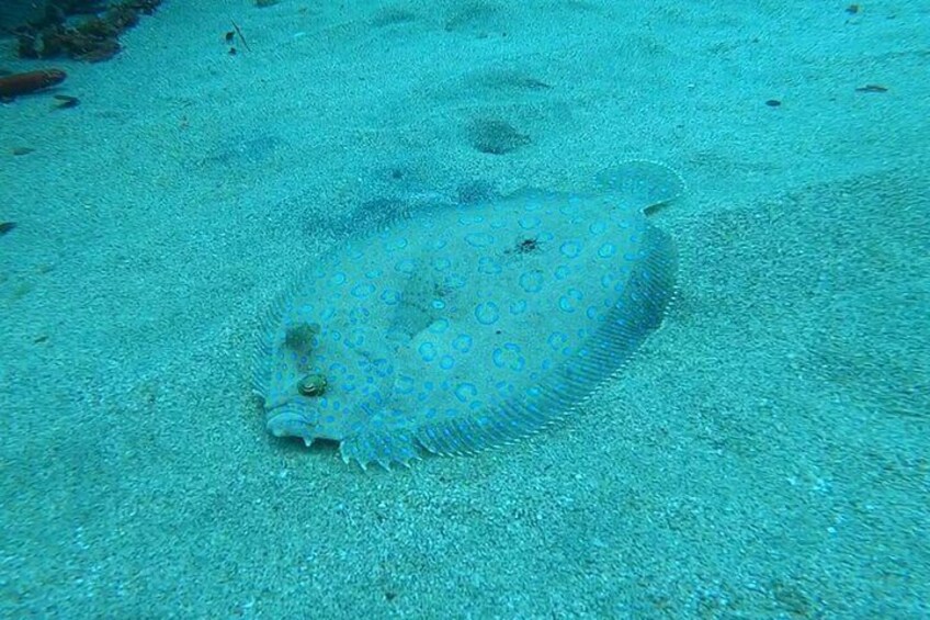 Private Scuba Diving and Snorkeling Tours in Puerto Rico