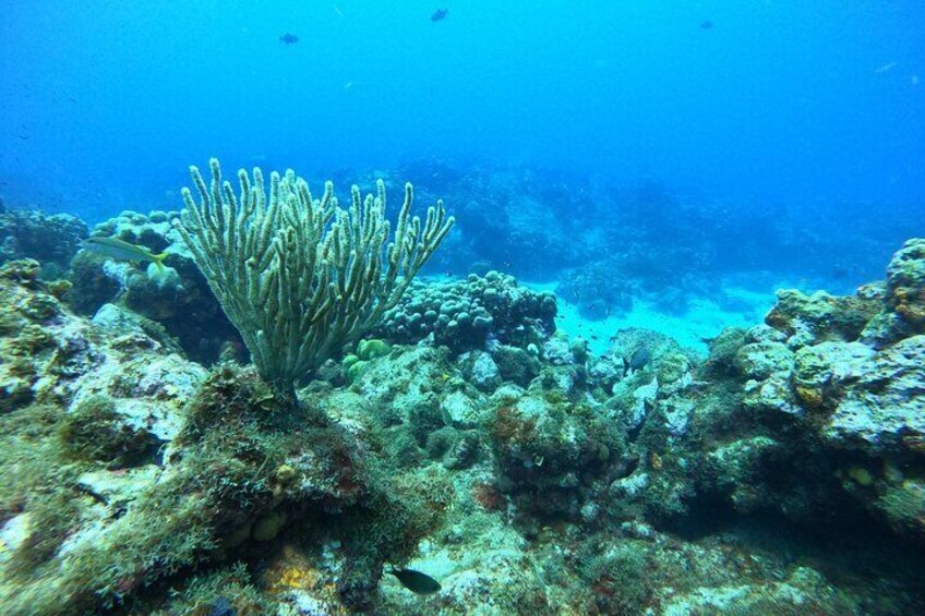 Private Scuba Diving and Snorkeling Tours in Puerto Rico