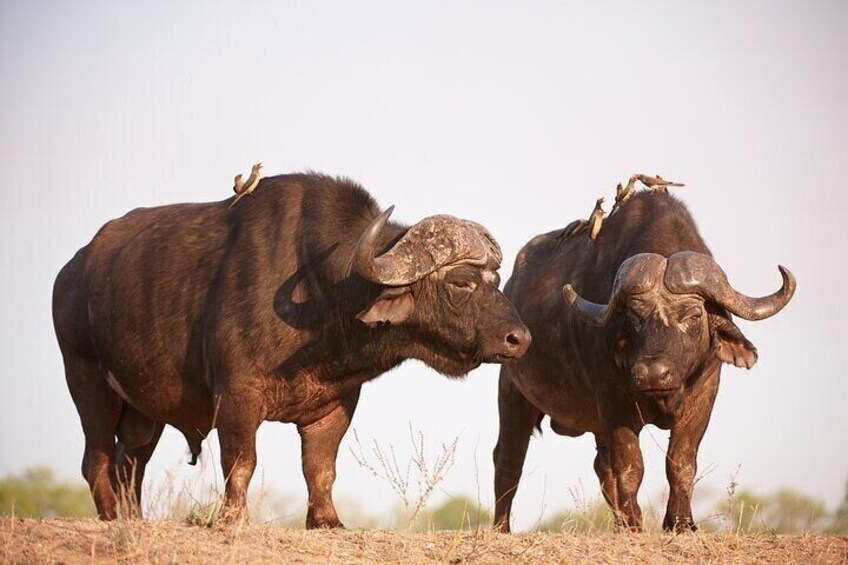 Kruger National Park Wildlife.