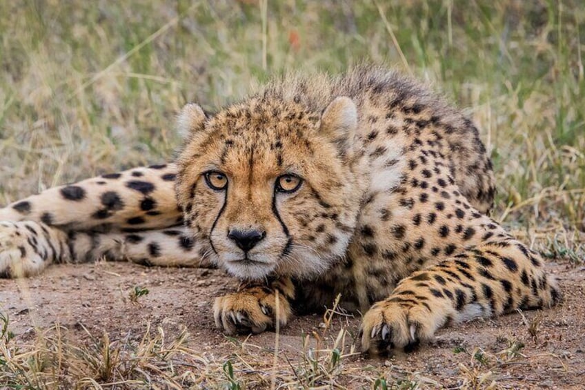 Kruger National Park Wildlife.