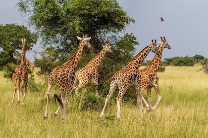 3-Day Kruger Tented Big 5 Safari Tour from Johannesburg