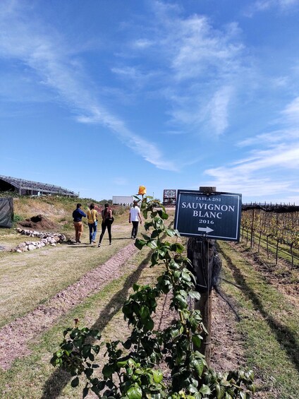 Picture 8 for Activity San Miguel de Allende: Local Vineyard Tour & Wine Tasting