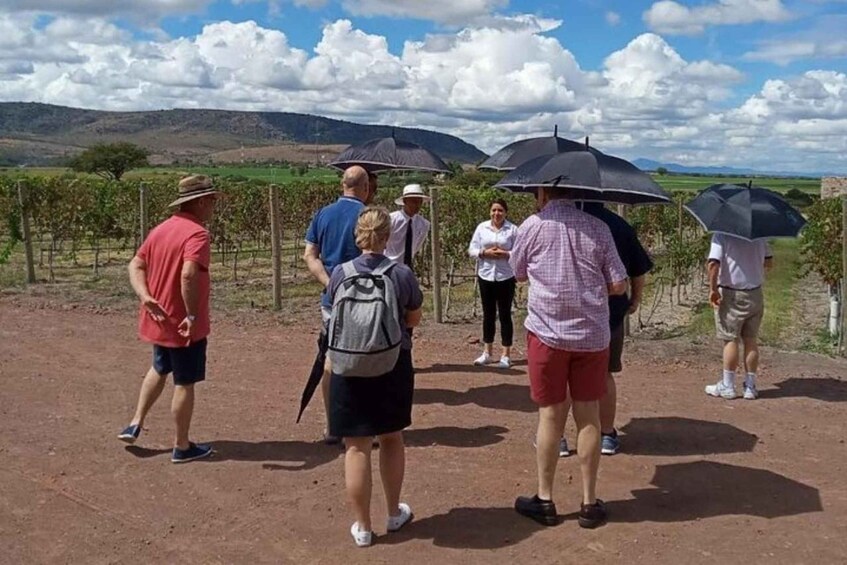 Picture 2 for Activity San Miguel de Allende: Local Vineyard Tour & Wine Tasting