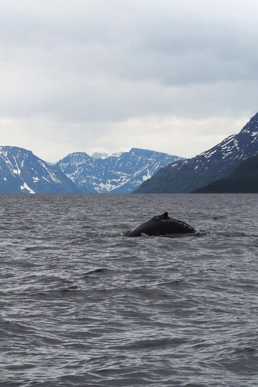 Picture 8 for Activity From Alta: Whale watching experience